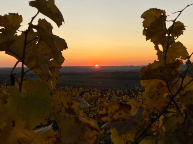 Sonnenuntergang über der VG Nieder-Olm, eingerahmt durch die herbstlichen Blätter einer Weinrebe.